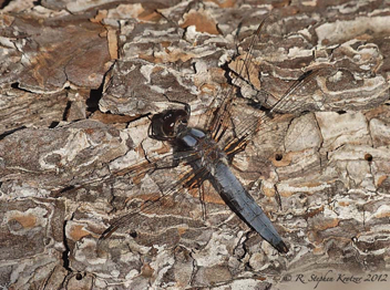 Ladona deplanata, male